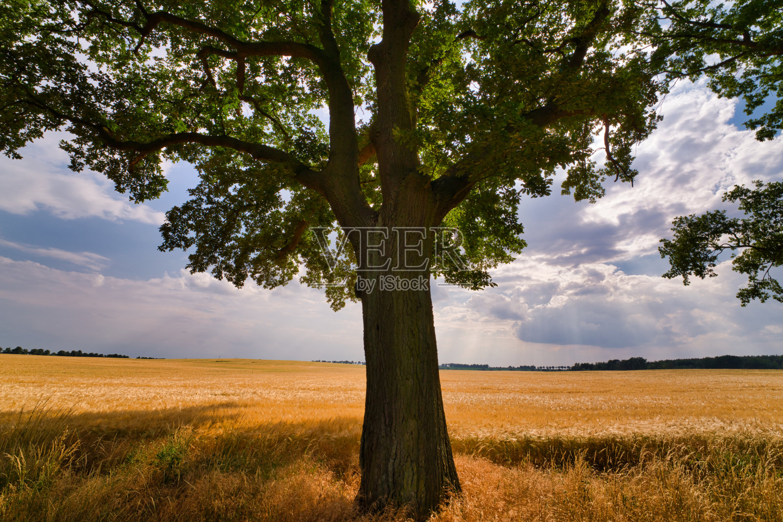 夏天，一棵高大的橡树矗立在一片成熟的金色大麦地前照片摄影图片