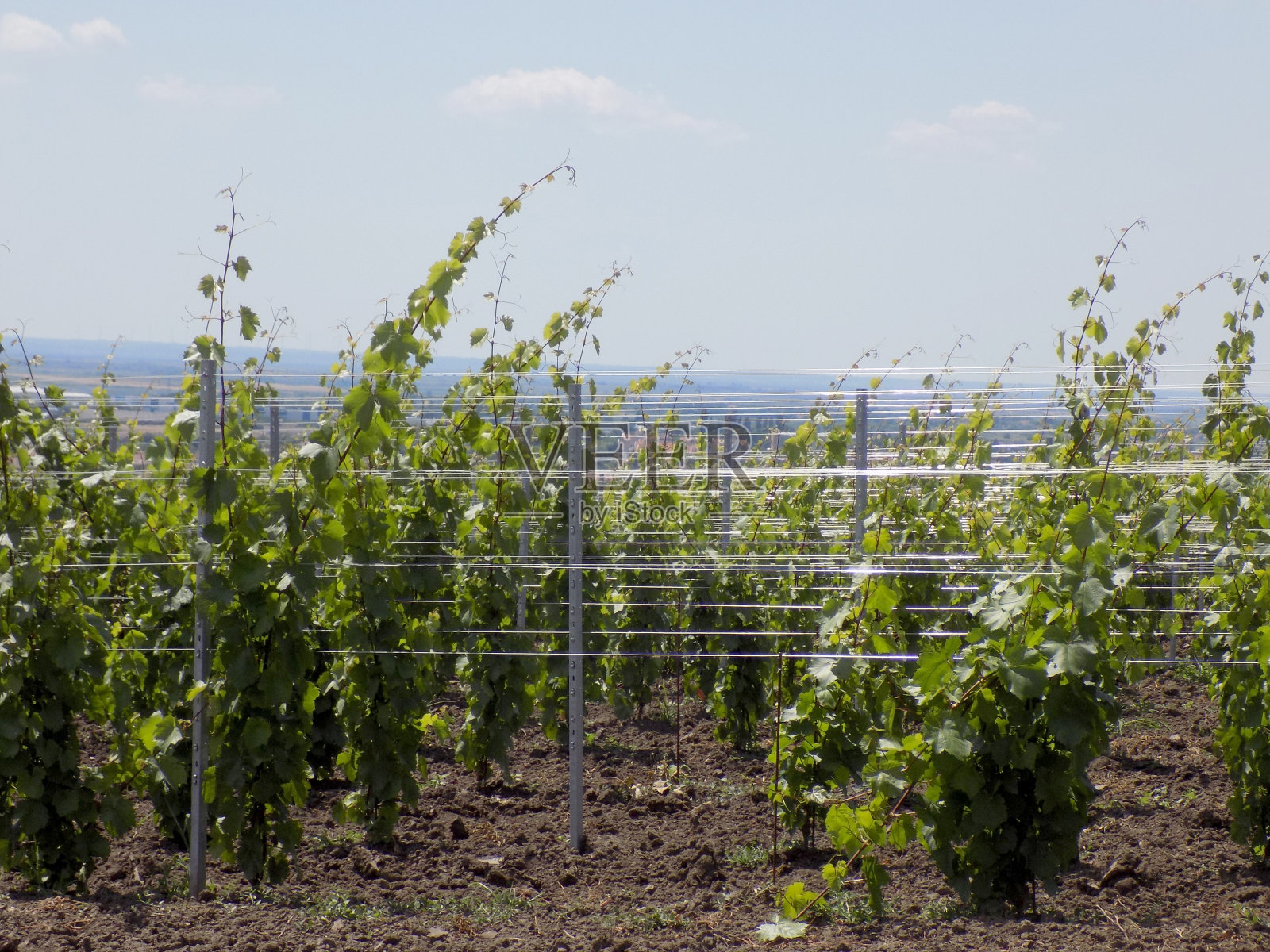 葡萄园里的幼苗照片摄影图片