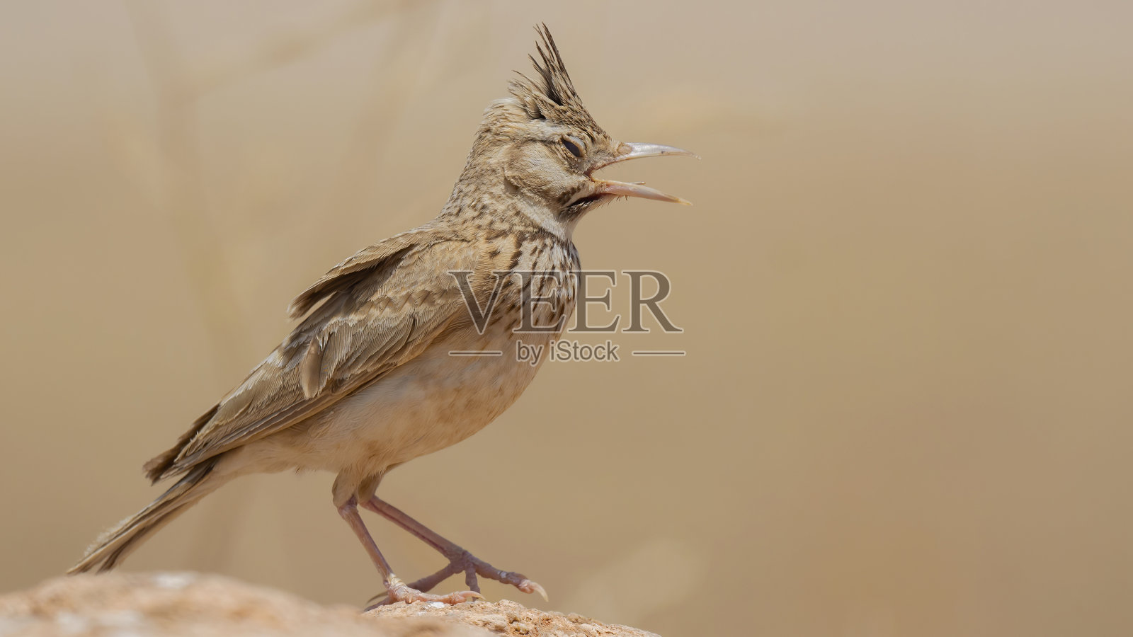 在炎热的正午，凤头云雀在巨石上的特写(照片摄影图片