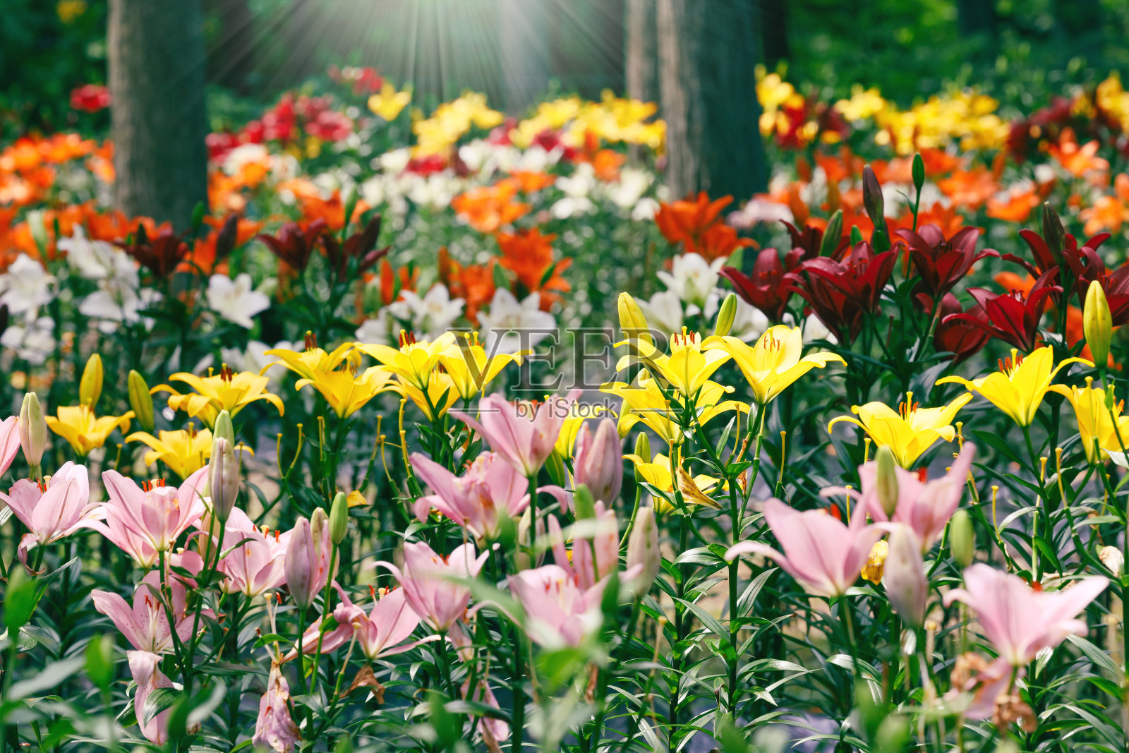 初夏在户外拍摄的百合。照片摄影图片
