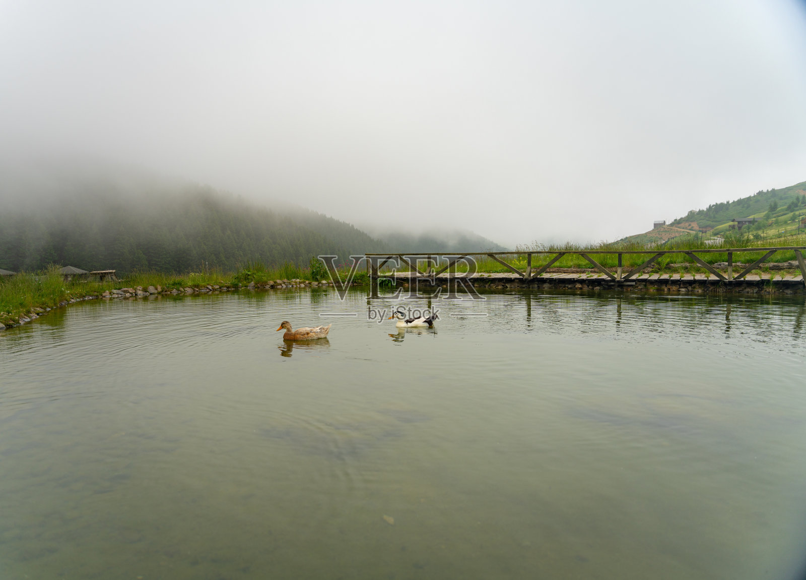两只可爱的鸭子在雾霾高原的人工湖里游泳照片摄影图片