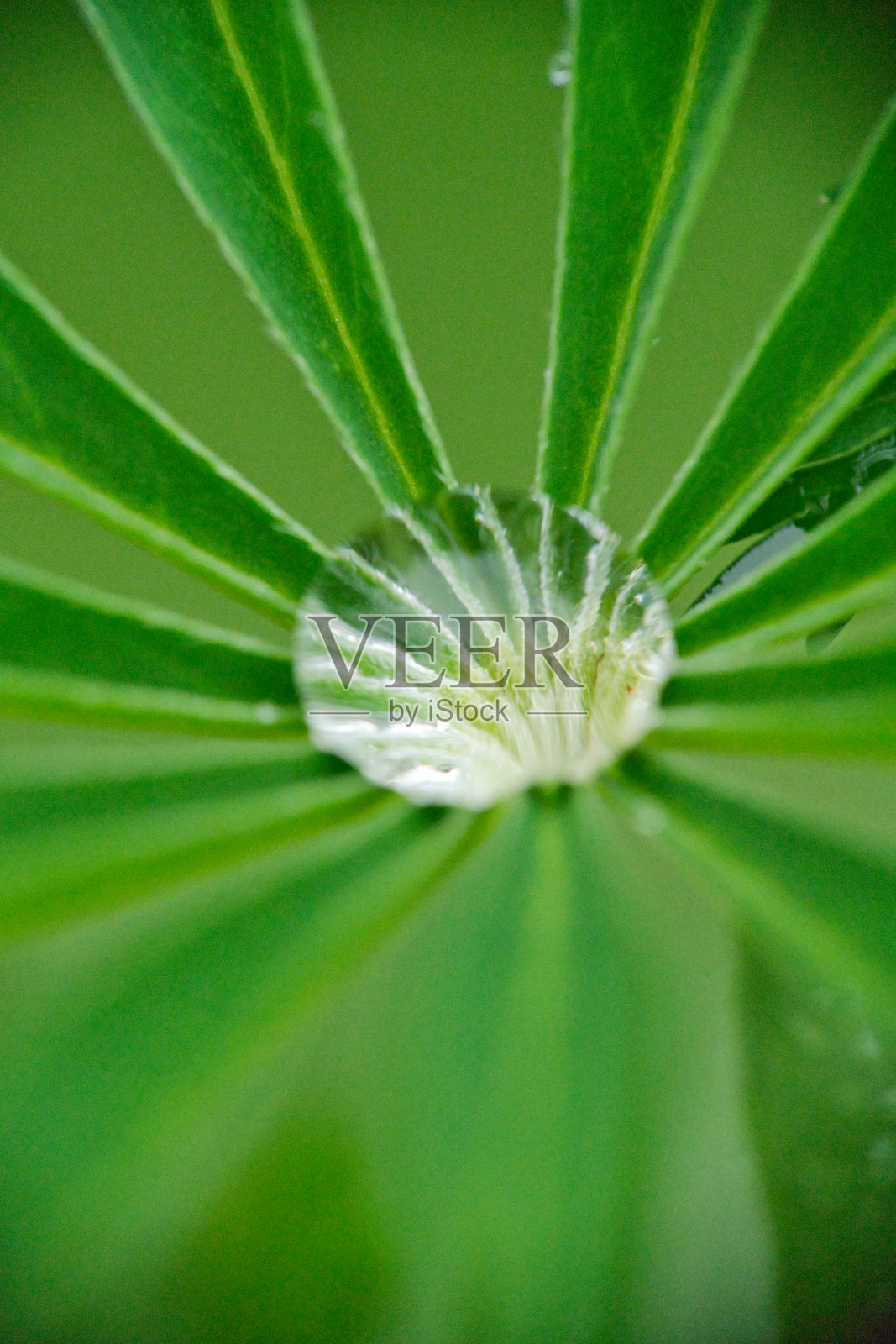 水滴在绿色的罗苹树叶上的特写照片摄影图片