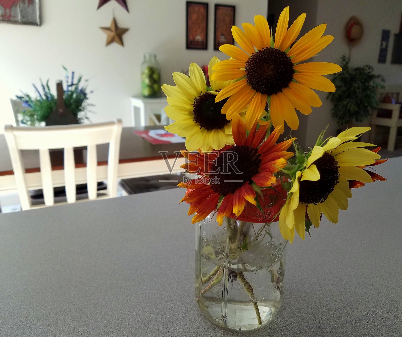 早上向日葵集合照片摄影图片