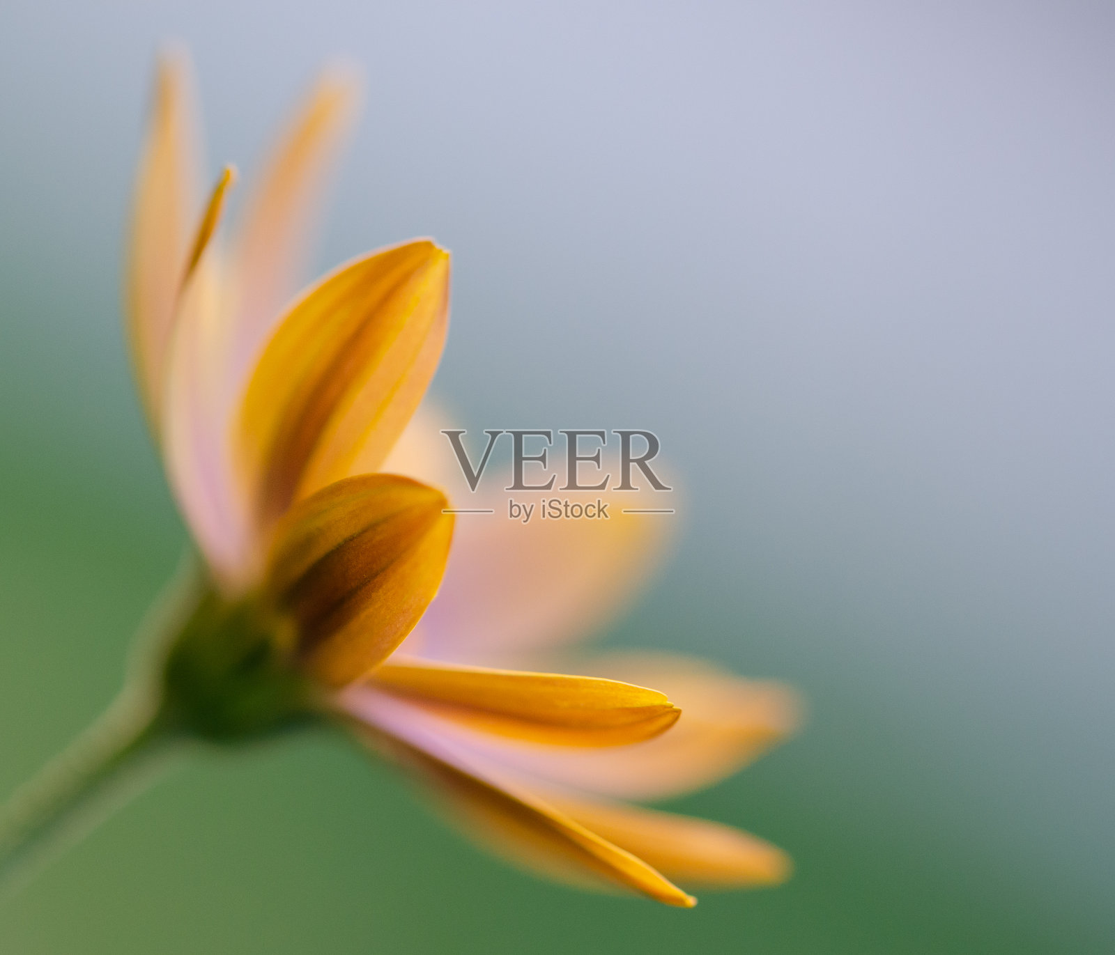 橙色的黛西照片摄影图片