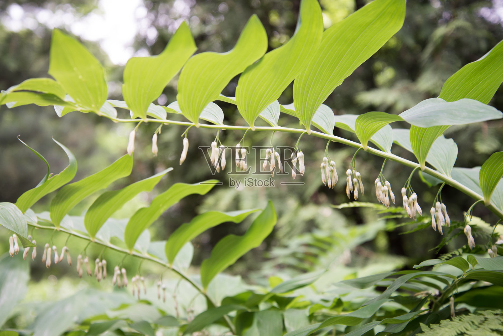 黄精，开花植物。一种挂着白色花的植物。背景,纹理照片摄影图片