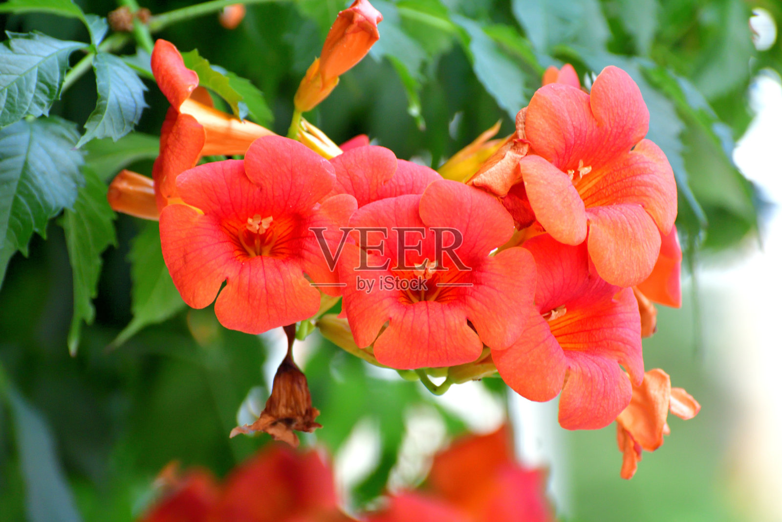 喇叭藤/菊苣/喇叭藤照片摄影图片