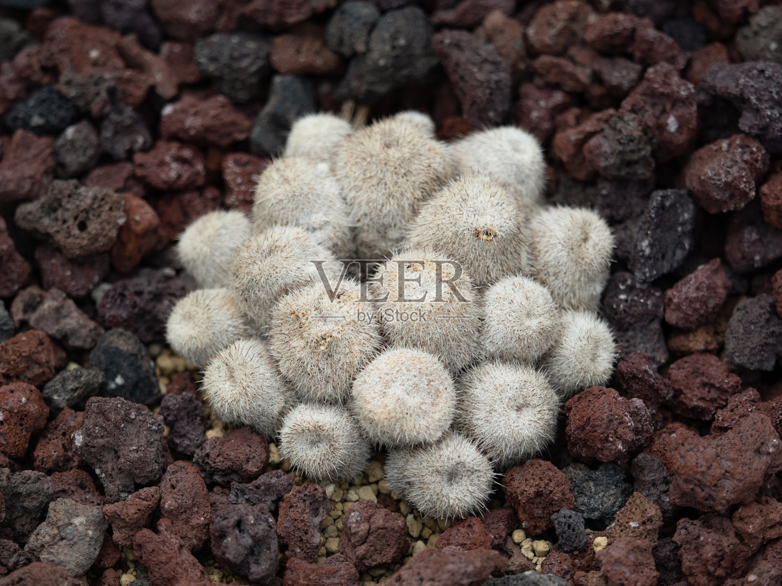 仙人掌埃皮特兰塔·卡古亚·希梅照片摄影图片