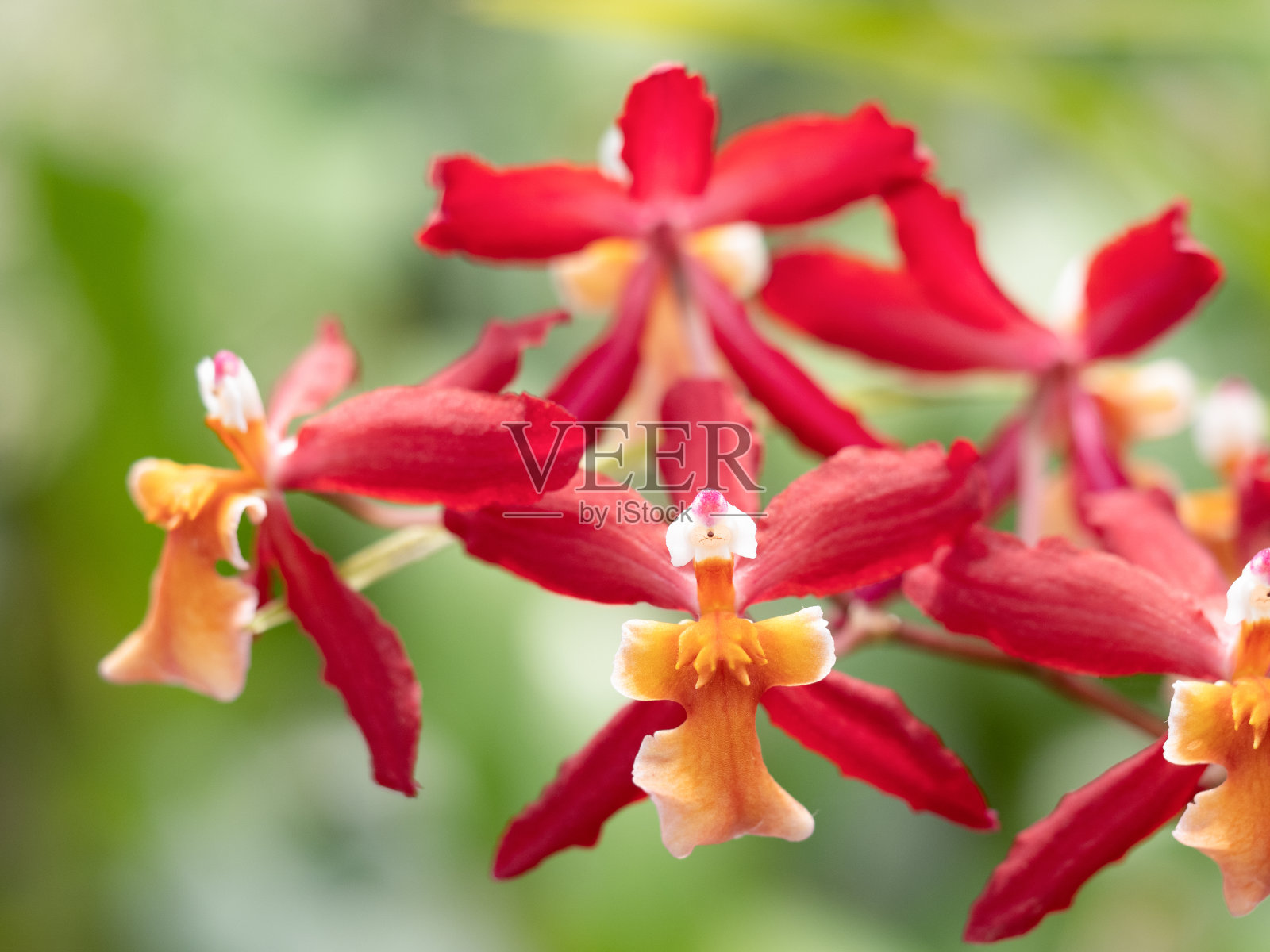 西兰照片摄影图片