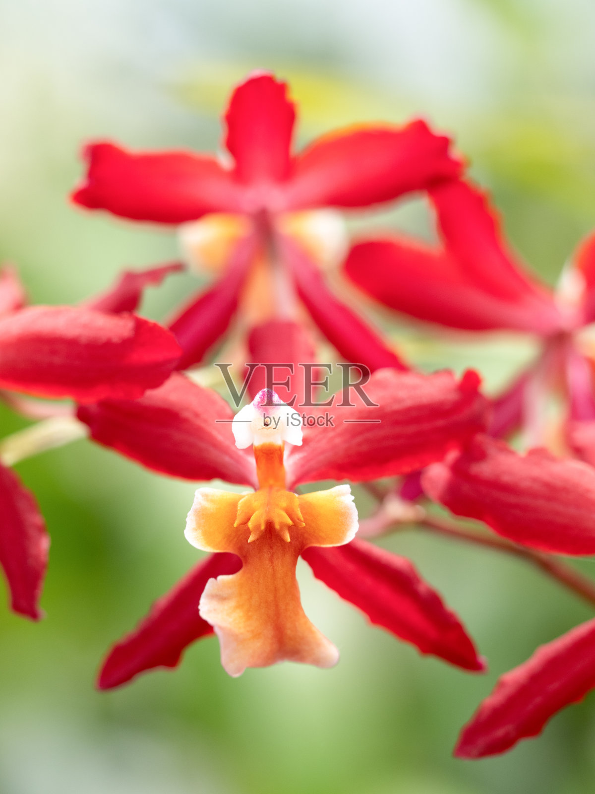 西兰照片摄影图片