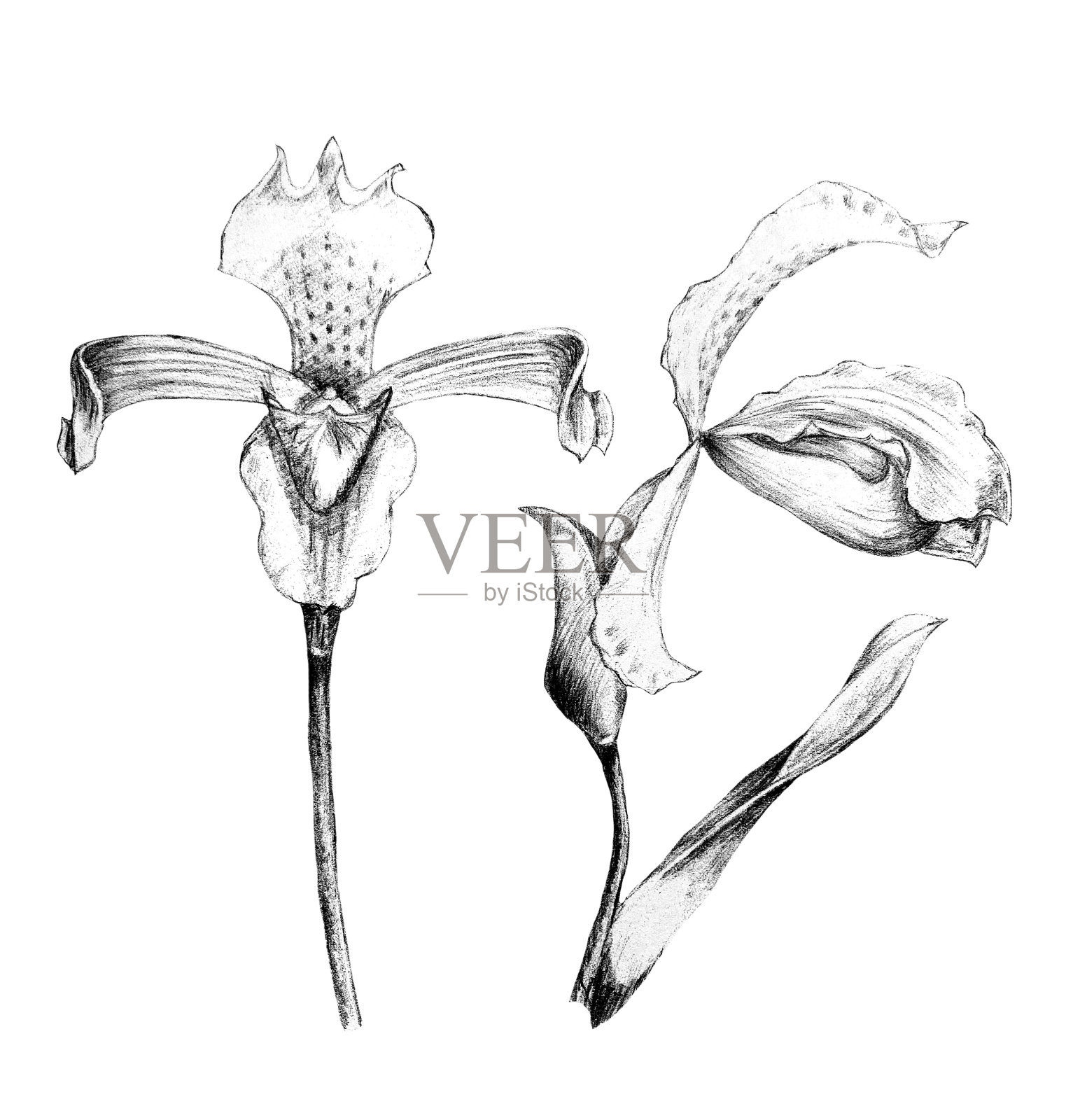 手绘蝴蝶花铅笔插图插画图片素材