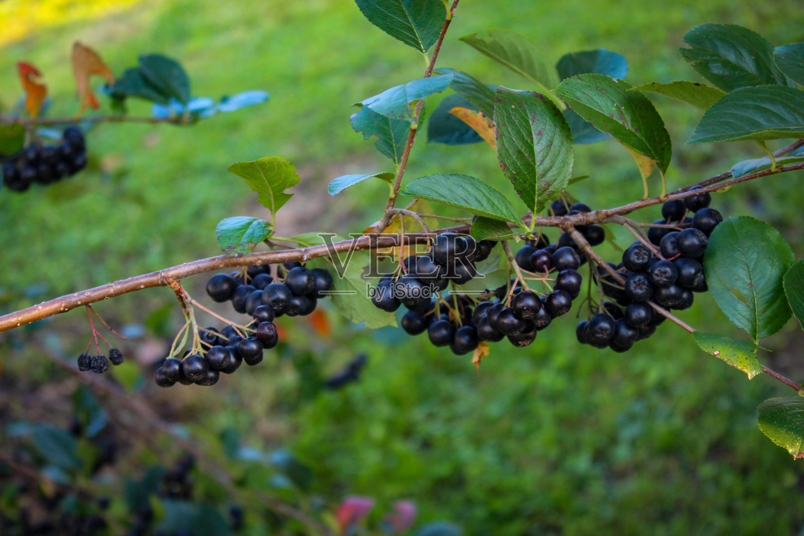 在灌木的枝条上成熟的果实。花园中有成熟浆果的黑野樱桃灌木。波斯尼亚和黑塞哥维那。照片摄影图片