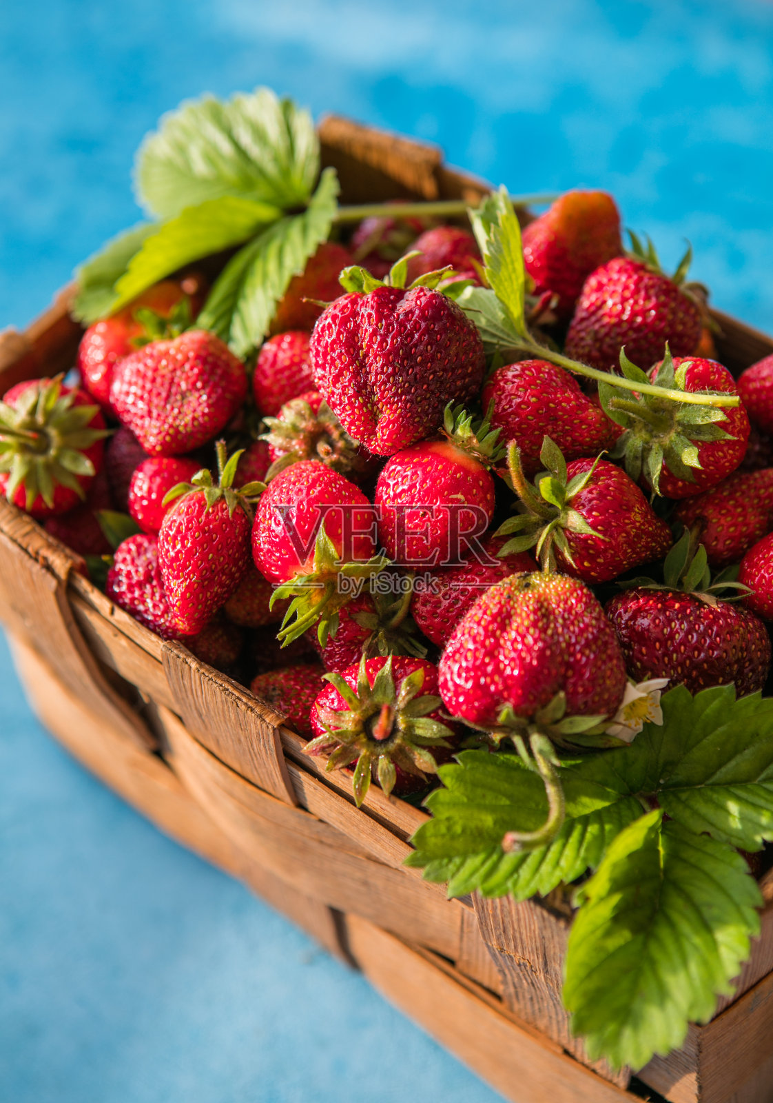 新鲜成熟的有机草莓在旧篮子里采摘你自己的浆果种植园。6月收获新鲜草莓。照片摄影图片