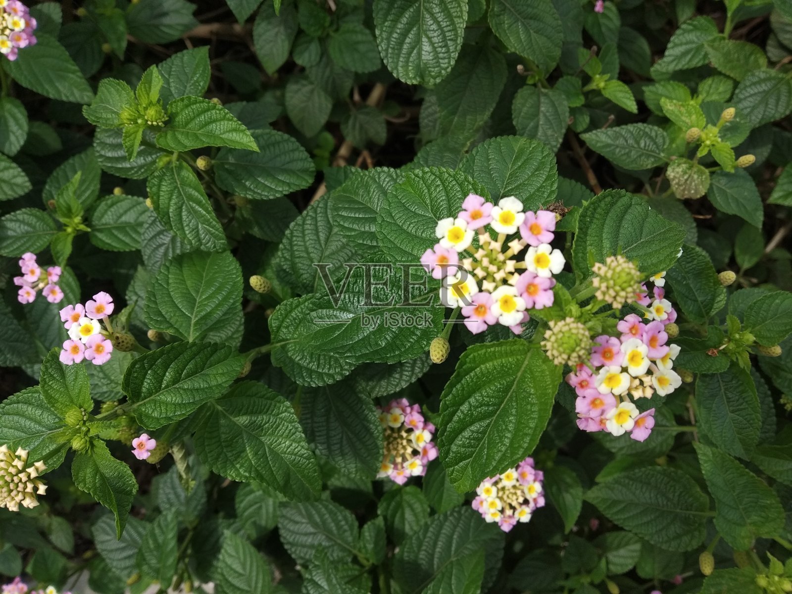 常见的良苦用心照片摄影图片