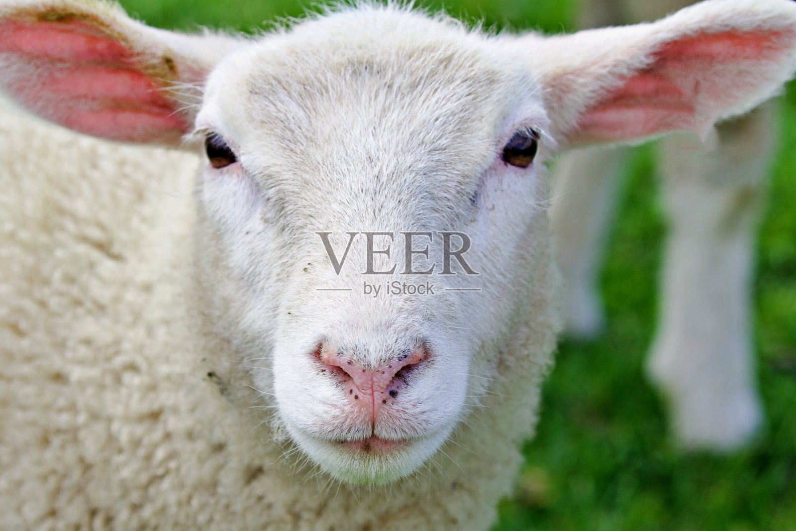 堤坝的羊照片摄影图片