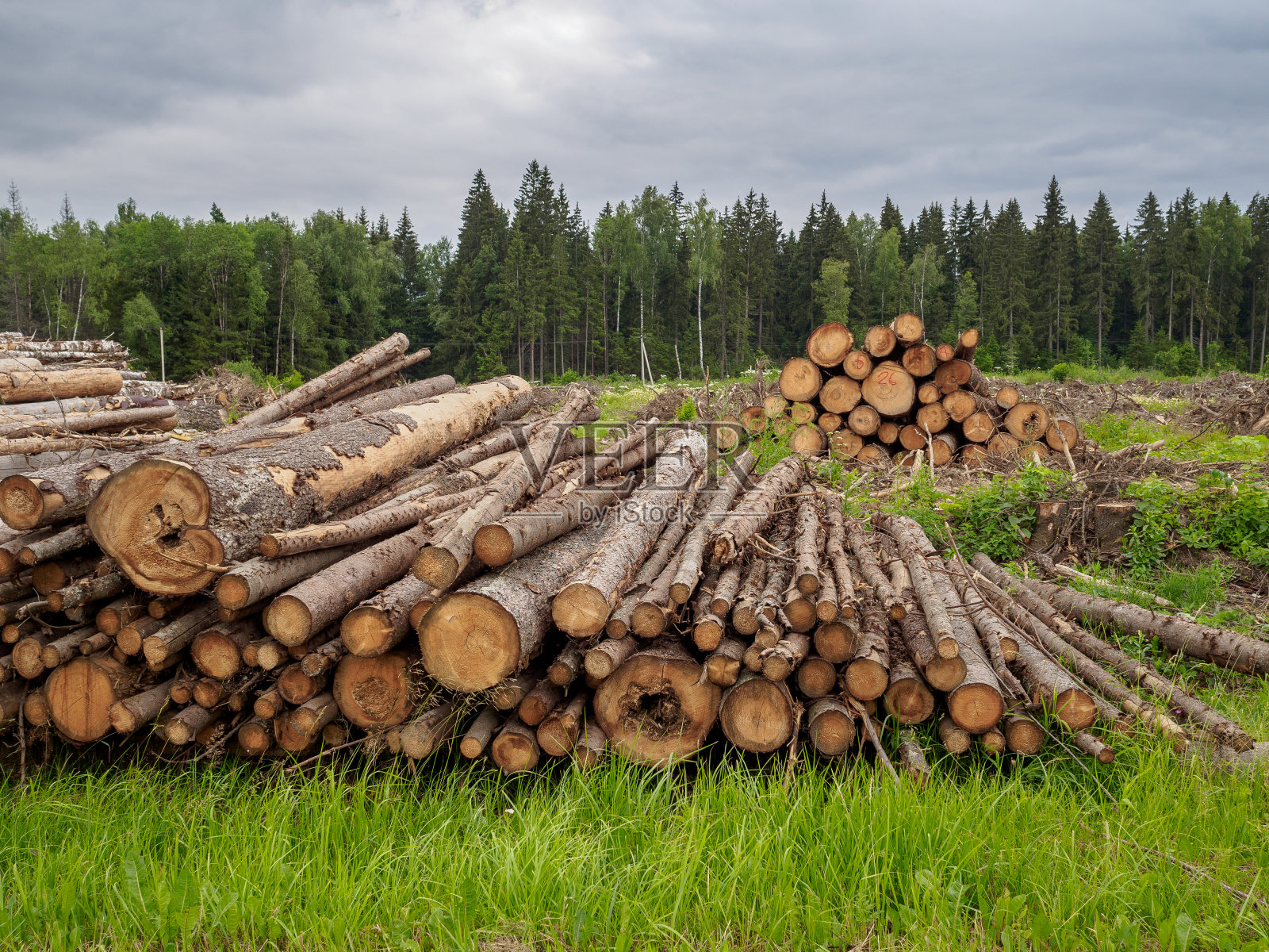 锯过的树堆在森林的背景上照片摄影图片