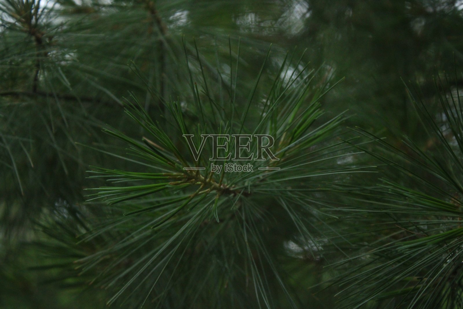 松树叶特写照片摄影图片