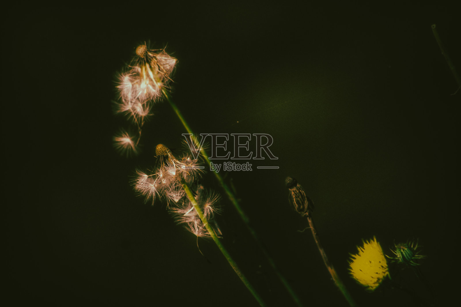 一个蒲公英和一朵野花照片摄影图片