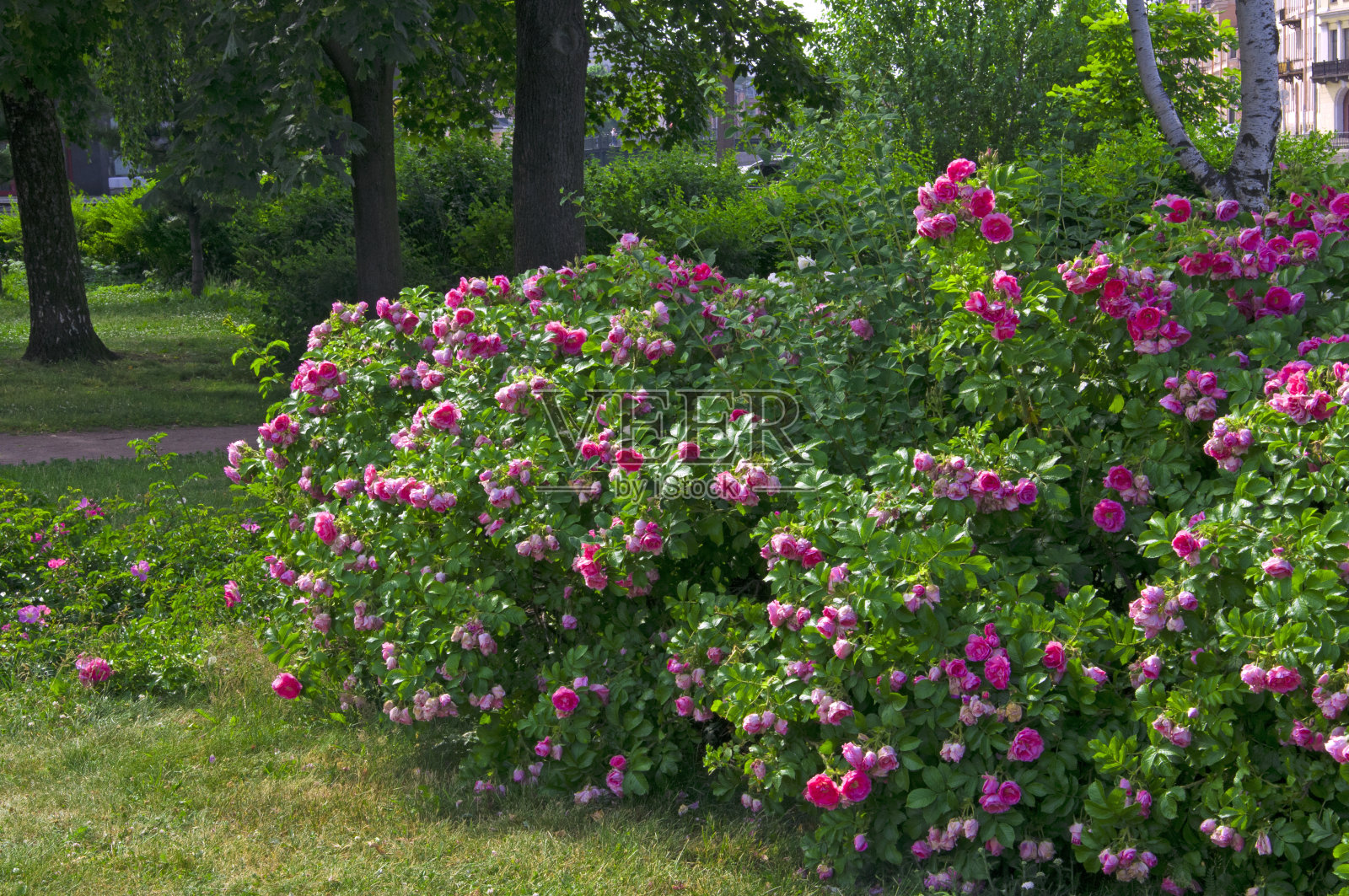 在一个阳光明媚的日子里，城市公园里的粉红色玫瑰丛中长着绿叶照片摄影图片