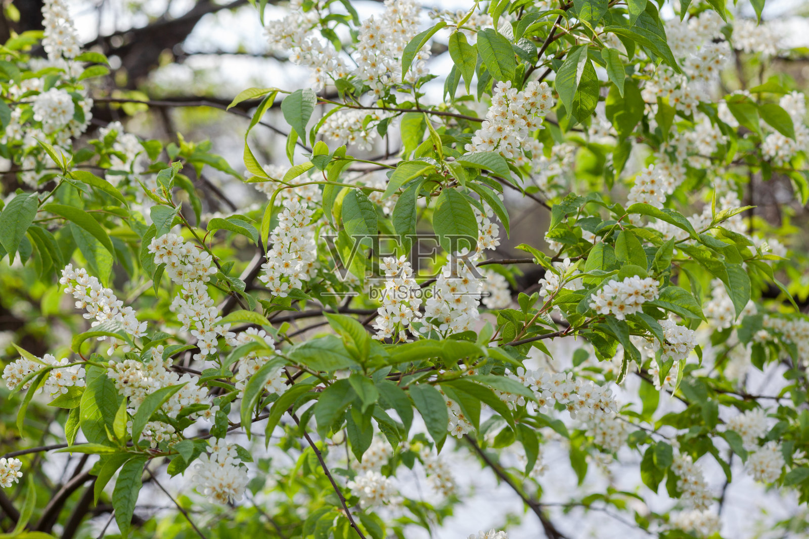 樱桃枝，用作背景或纹理照片摄影图片