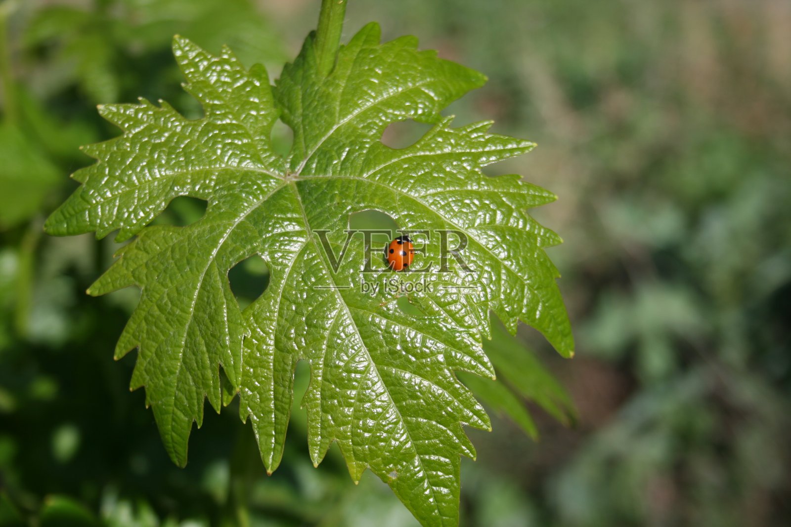 爱在绿叶背景上的小虫照片摄影图片