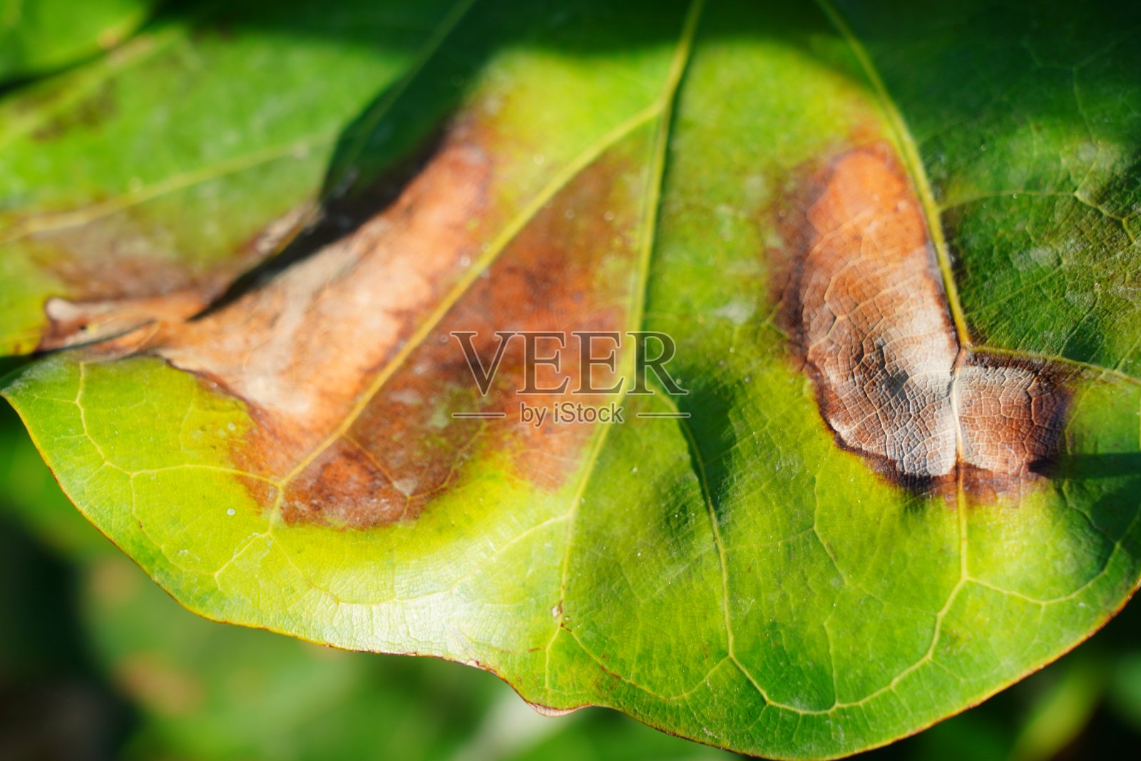 叶干燥的背景照片摄影图片