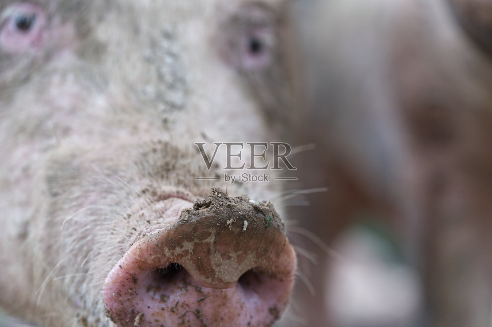 猪特写照片摄影图片