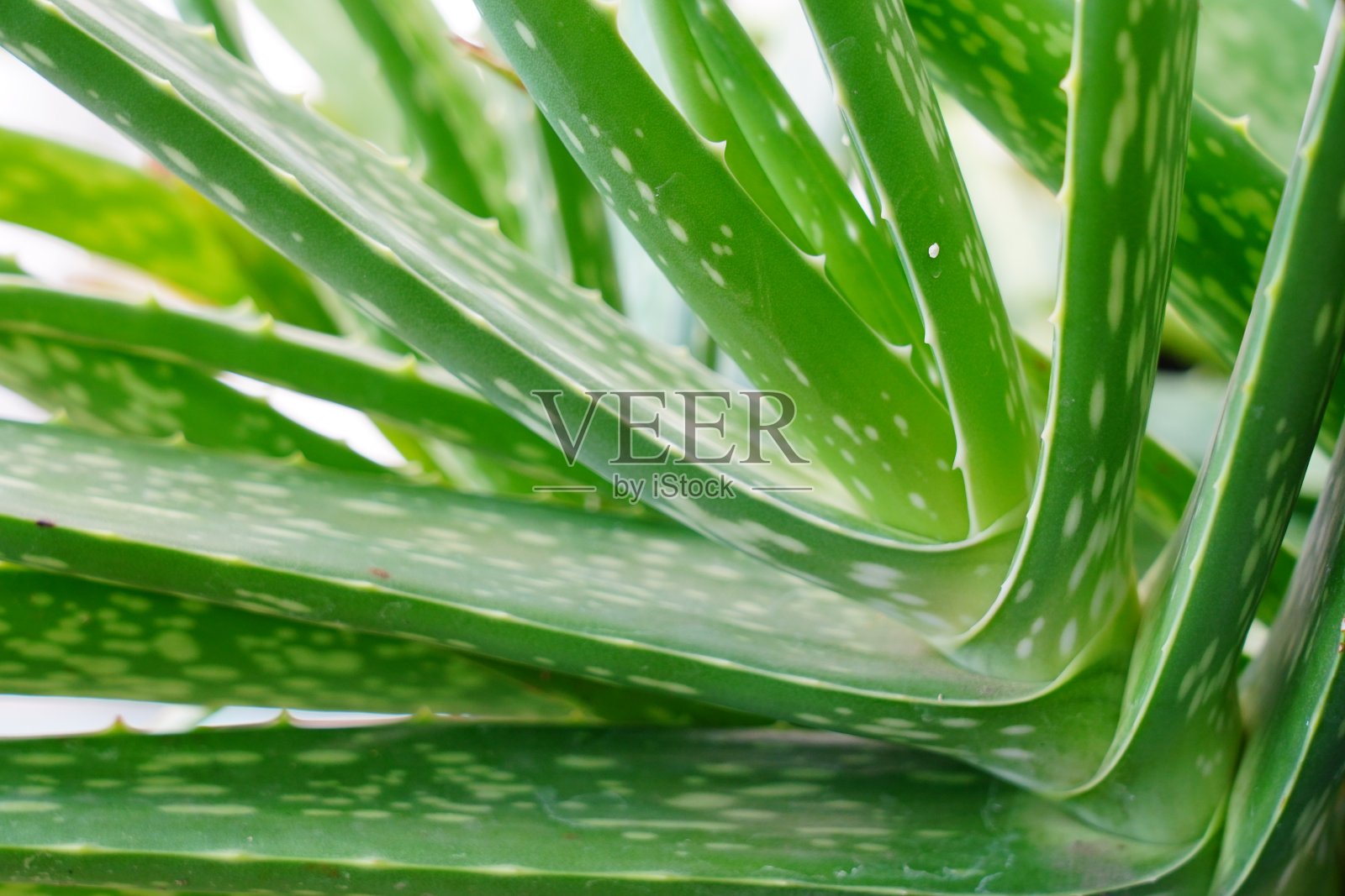 特写芦荟叶照片摄影图片