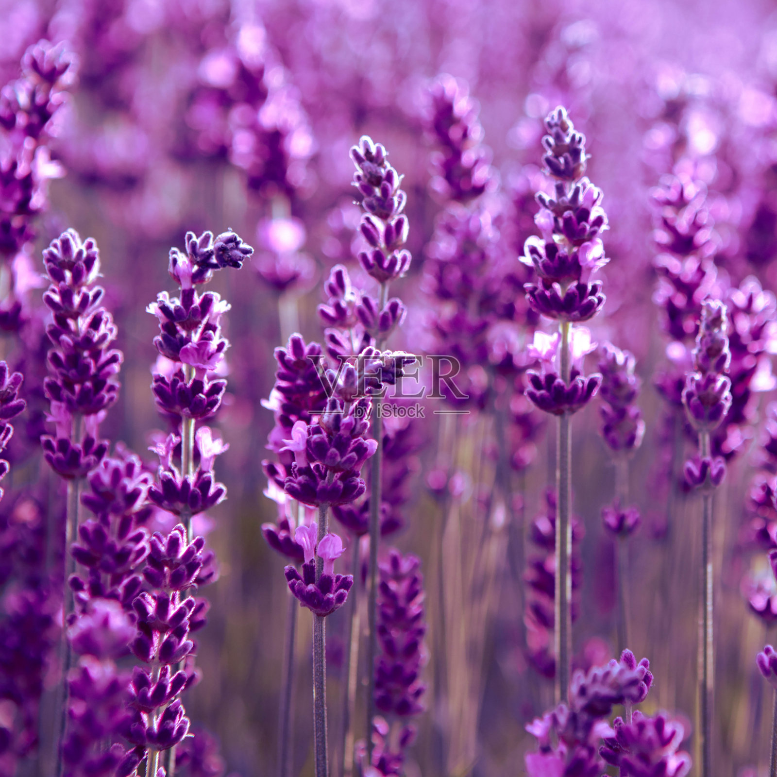 夕阳下的薰衣草花田照片摄影图片