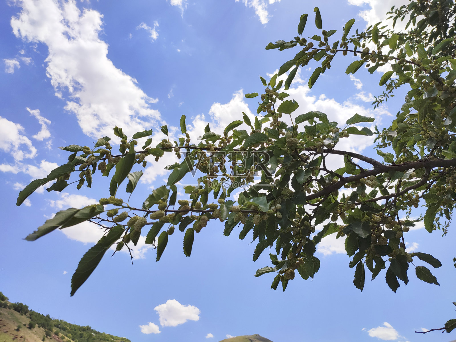 树叶在天空中闪耀着阳光。照片摄影图片
