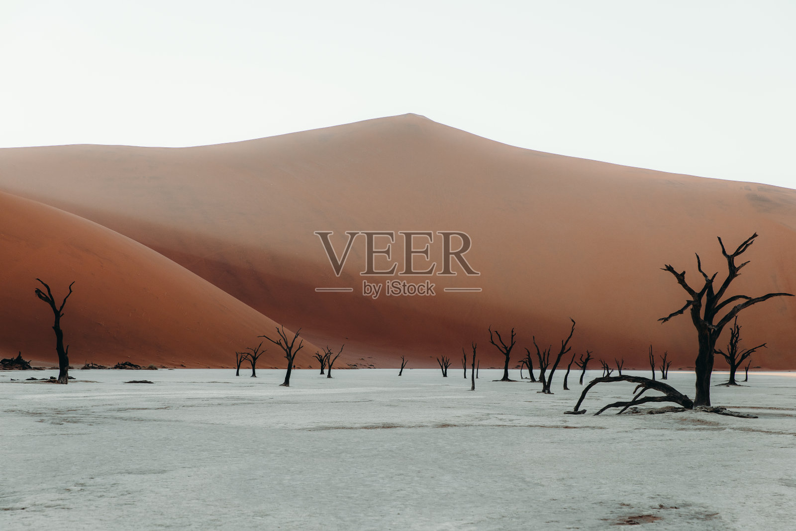 纳米比亚日出时，干涸的Deadvlei湖树谷的壮观景象照片摄影图片