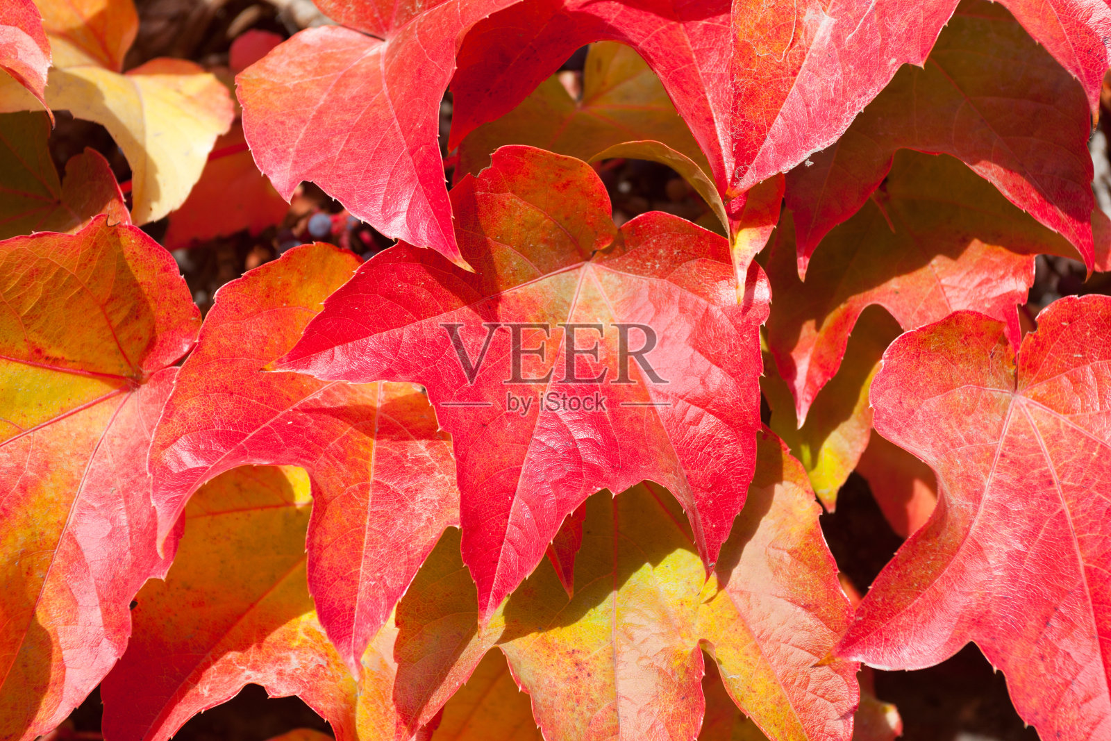 红色攀缘植物秋天叶子的特写照片摄影图片