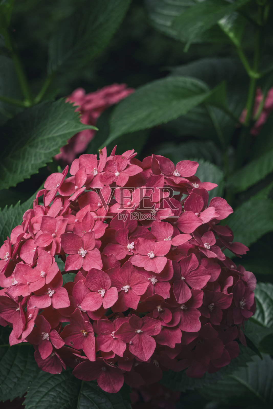 盛开的鲜艳的绣球花照片摄影图片