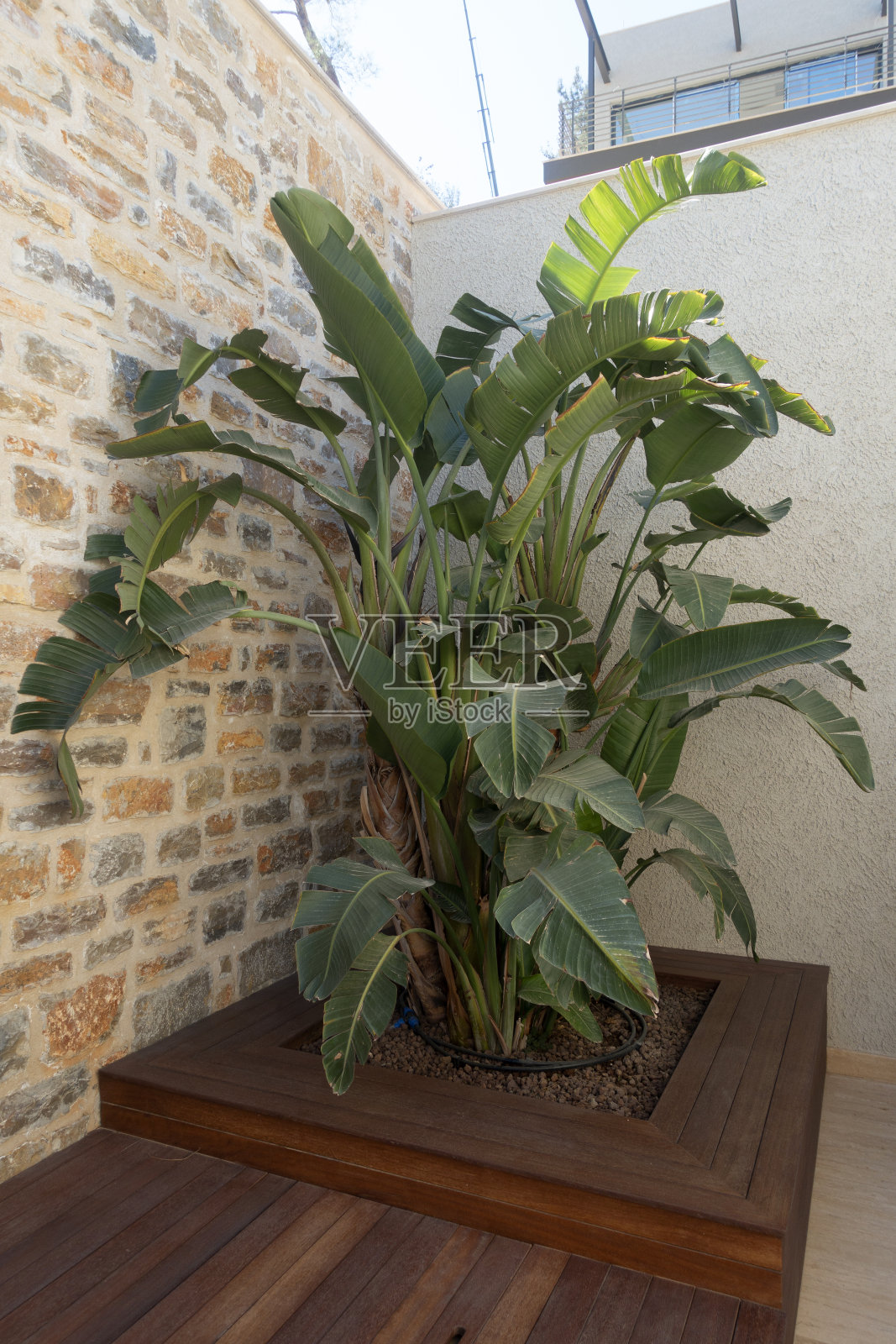 香蕉棕榈叶照片摄影图片