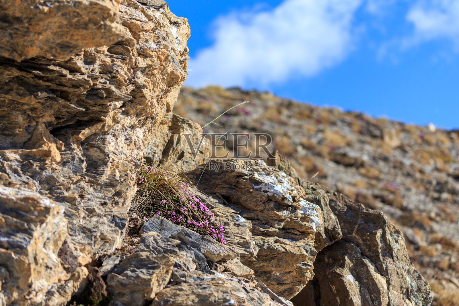 山植物区系照片摄影图片