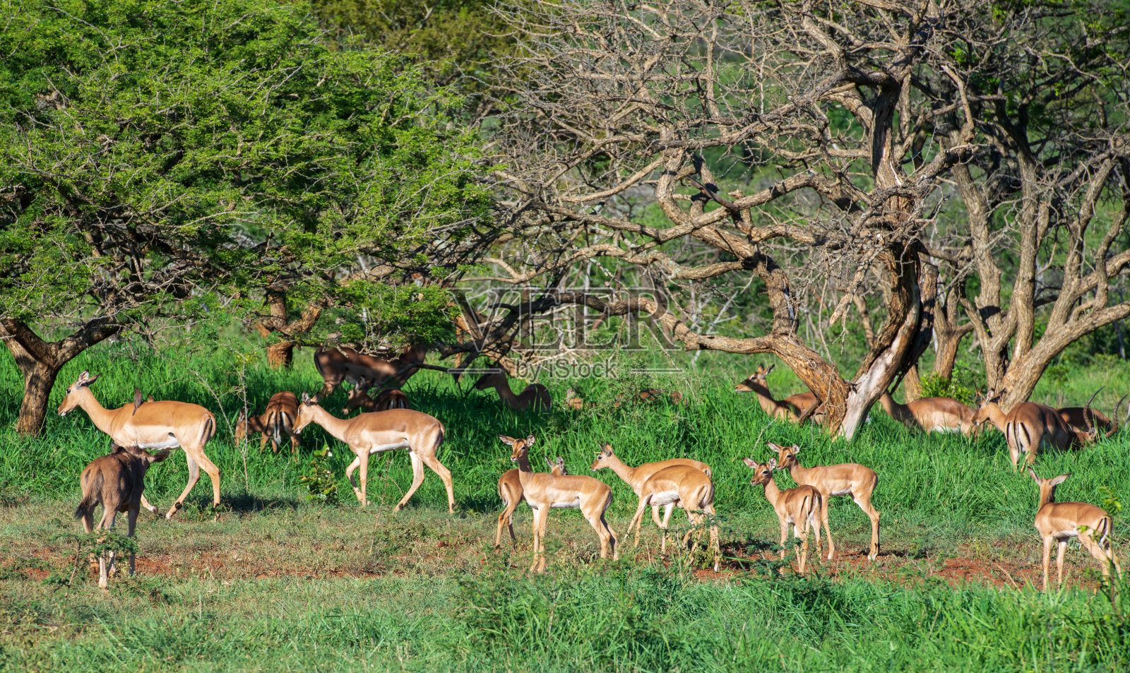 一群黑斑羚照片摄影图片