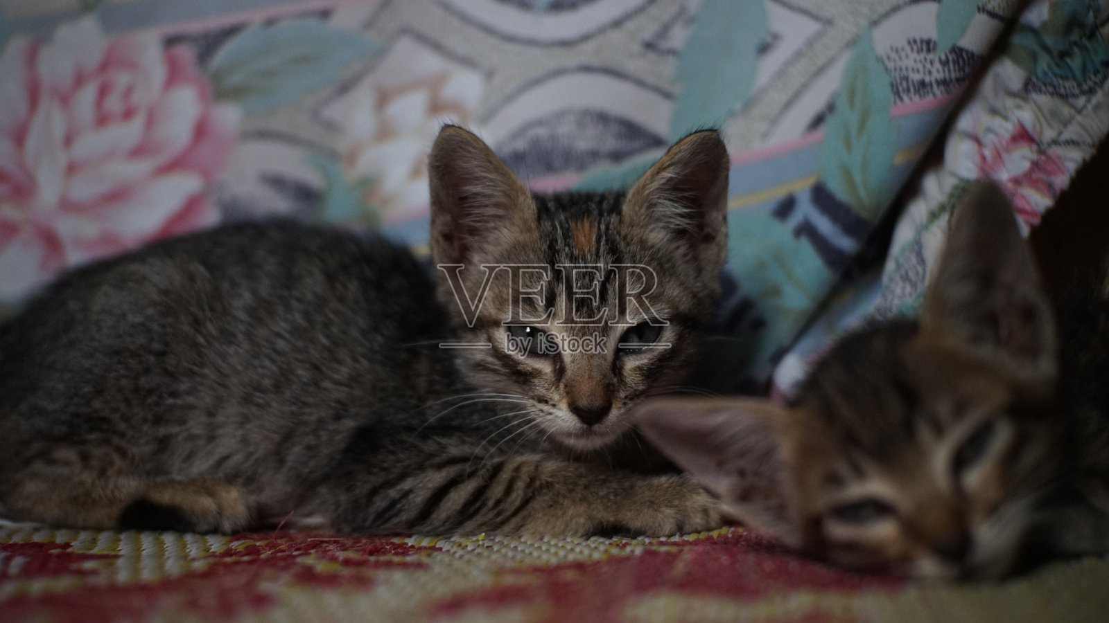 特写可爱的猫在房间里玩照片摄影图片