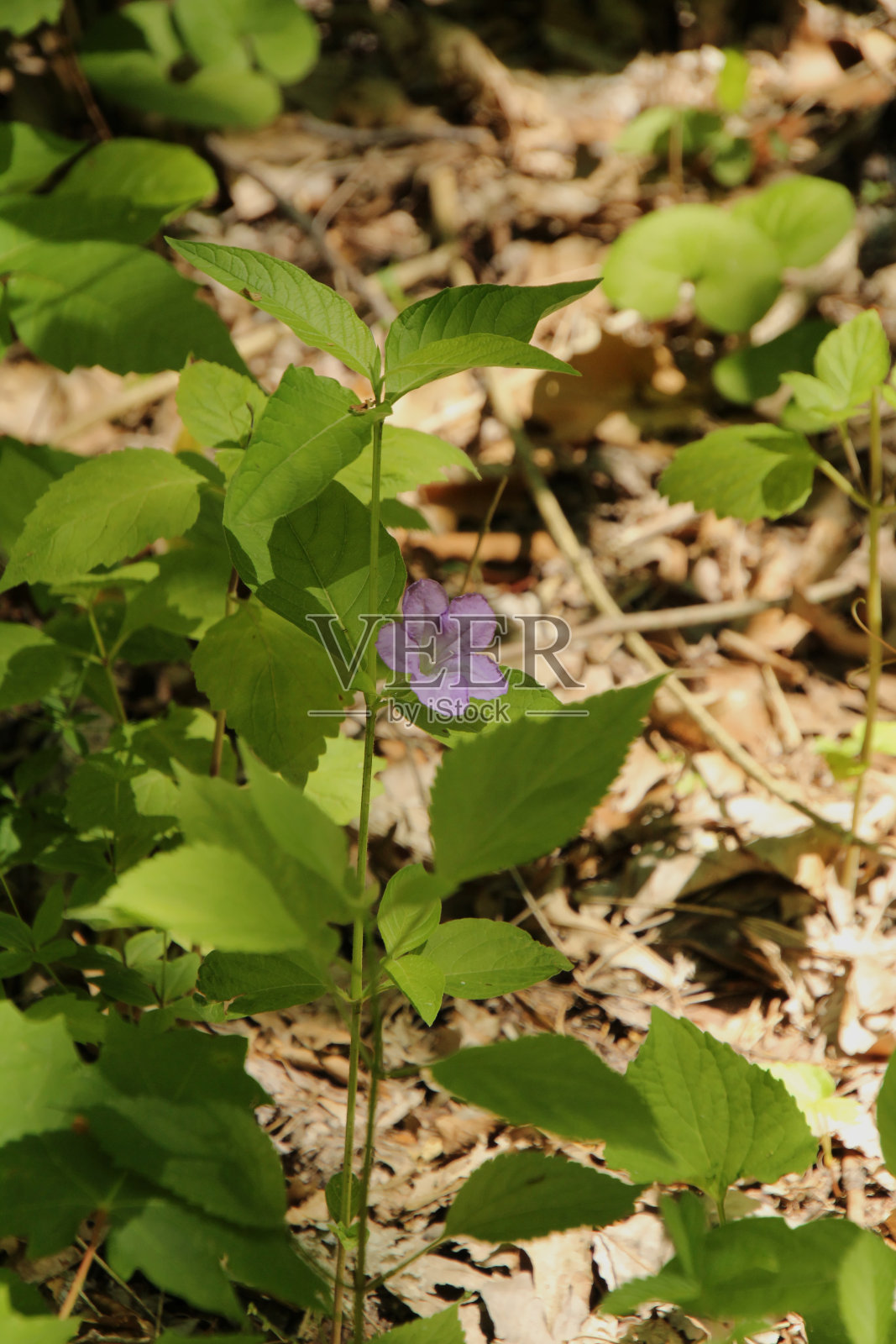 紫色的野花照片摄影图片