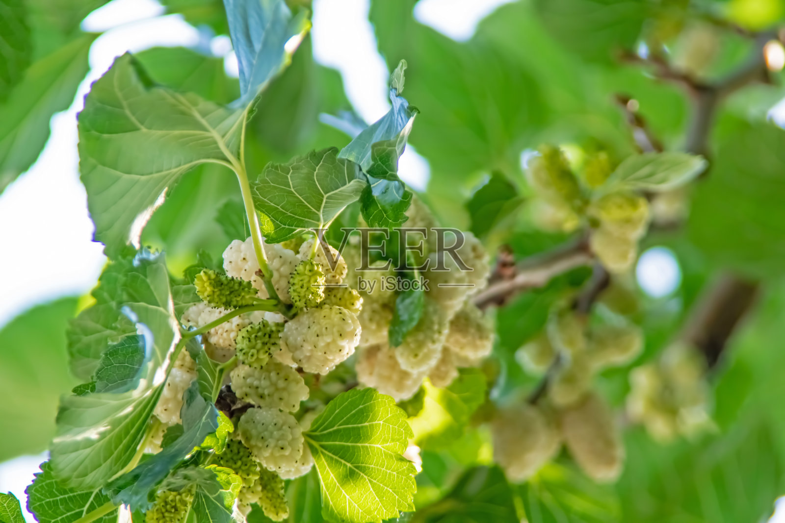 桑树和绿叶桑树照片摄影图片