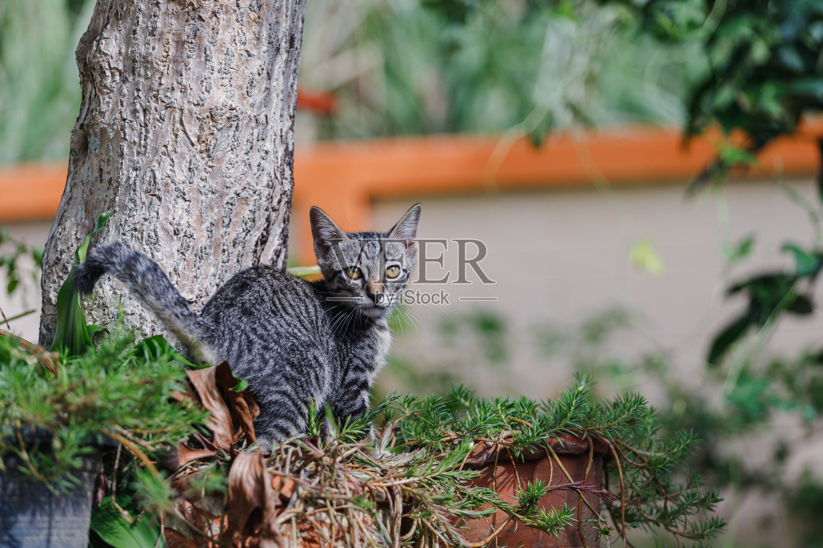 猫的可爱和淘气照片摄影图片
