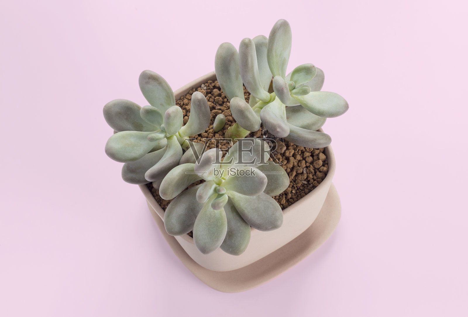 肉质植物仙人掌花盆照片摄影图片