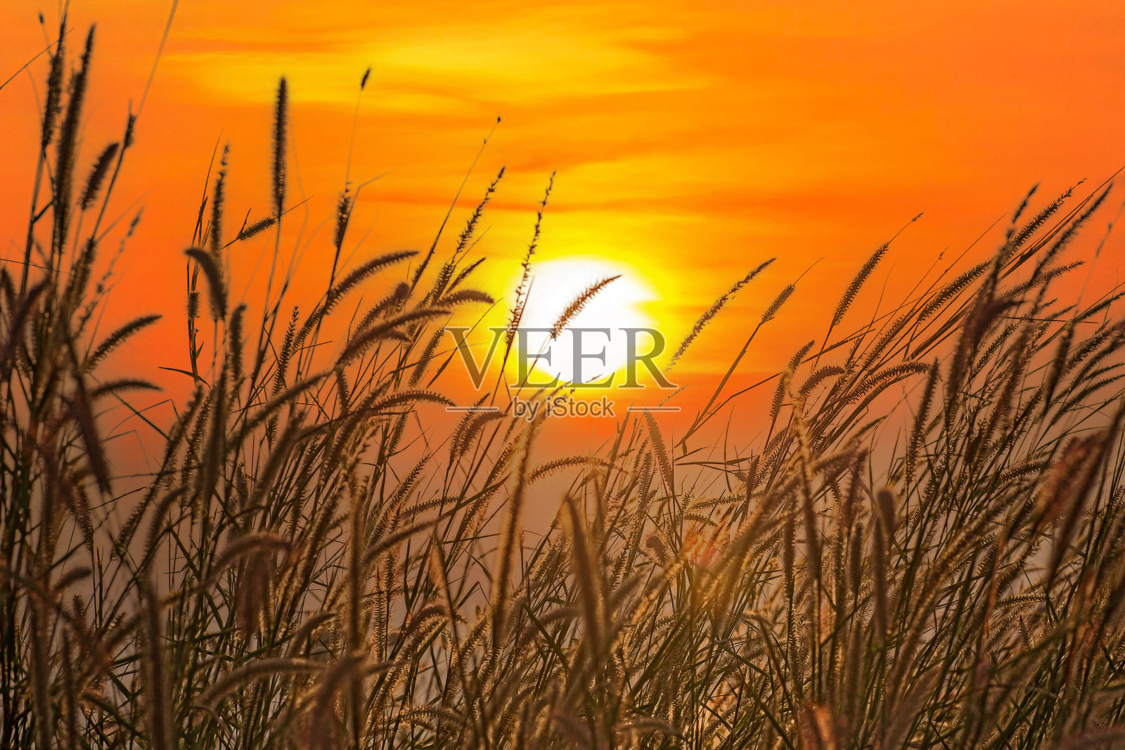 草花与边缘光效果在日落。清晨的草花和日出背景。小草在阳光下的草地上盛开。照片摄影图片