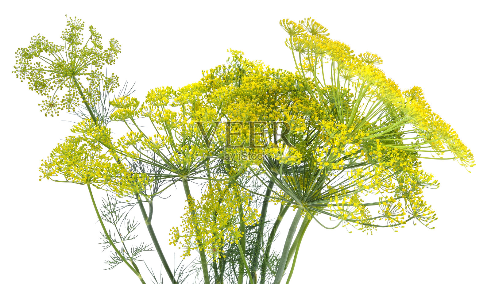 黄色的莳萝，绿叶。照片摄影图片