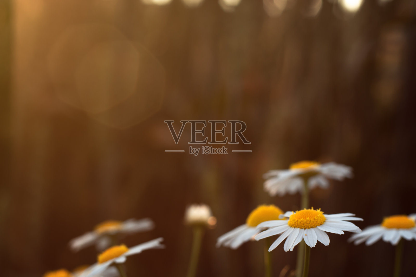 洋甘菊花闭合。夏日日落时的小白花照片摄影图片