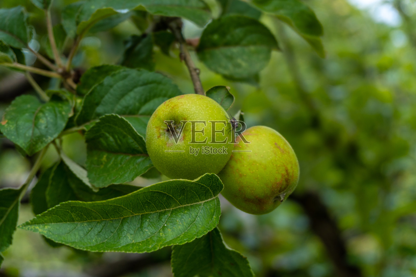 树上的青苹果，用来酿造苹果酒的苹果，一种巴斯克地区的典型饮料，Gipuzkoa。巴斯克地区照片摄影图片