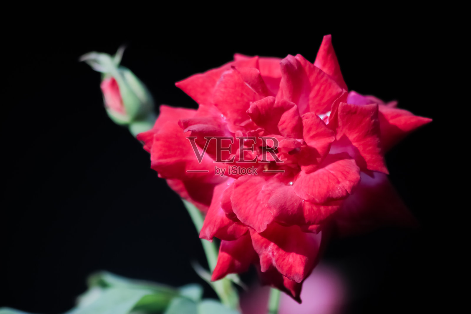 红色代表玫瑰照片摄影图片