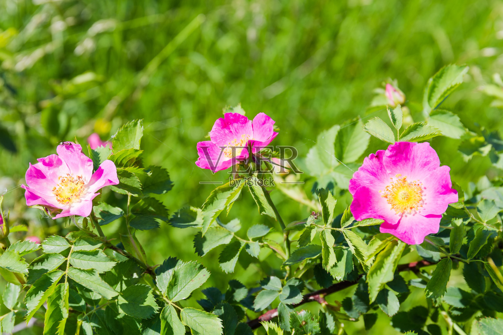 模糊的背景上，野狗的花在树枝上绽开照片摄影图片