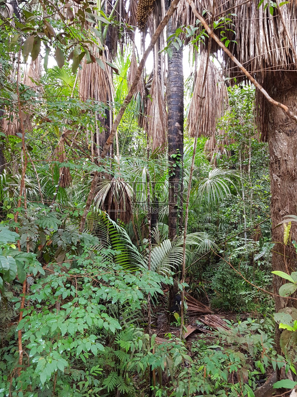 亚马逊雨林照片摄影图片