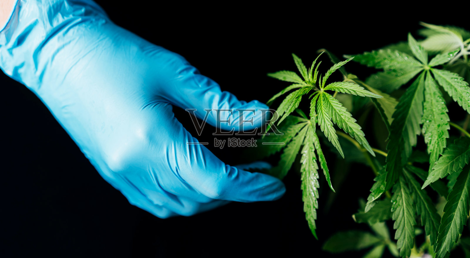 手在蓝色手套触摸过程中的大麻照片摄影图片