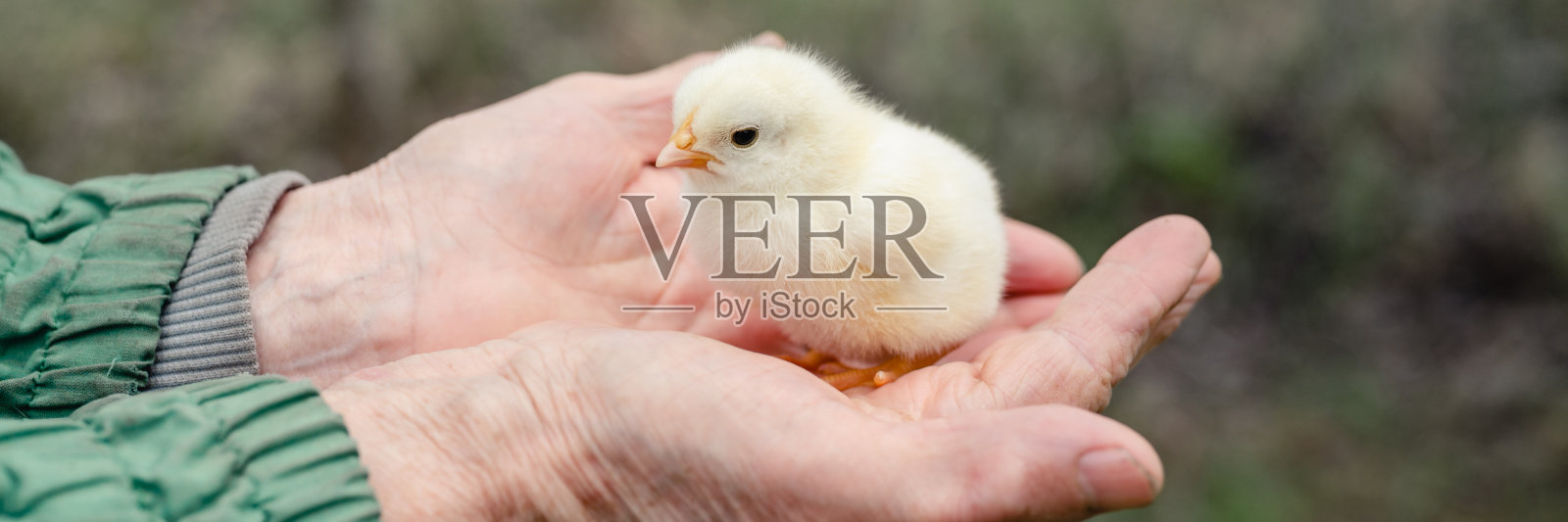 可爱的小黄鸡新生儿在老农妇手中自然背景。横幅照片摄影图片