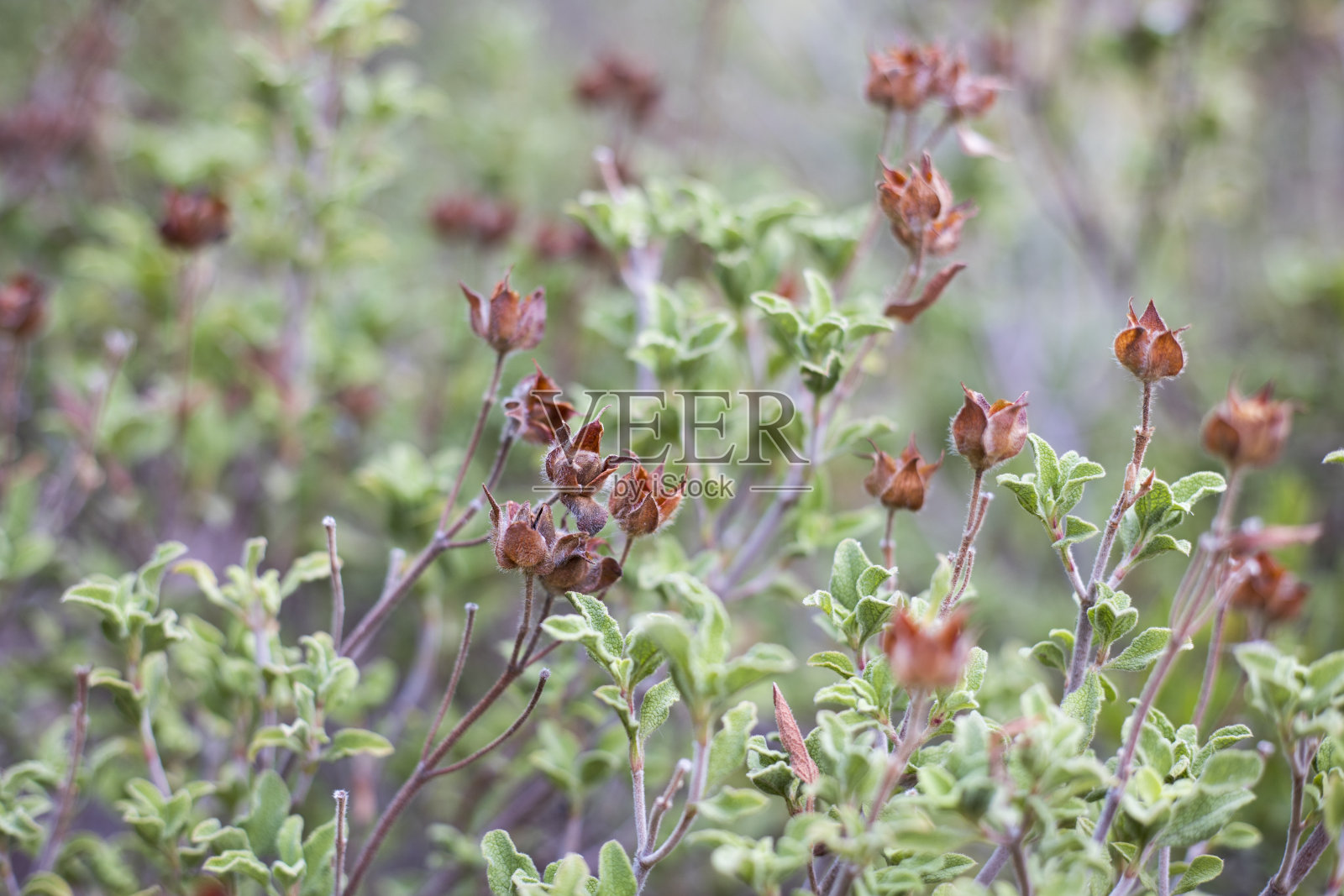 一种灌木的死花头照片摄影图片